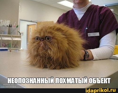 НЕОПОЗНАННЫЙ ЛОХМАТЫЙ ОБЪЕКТ