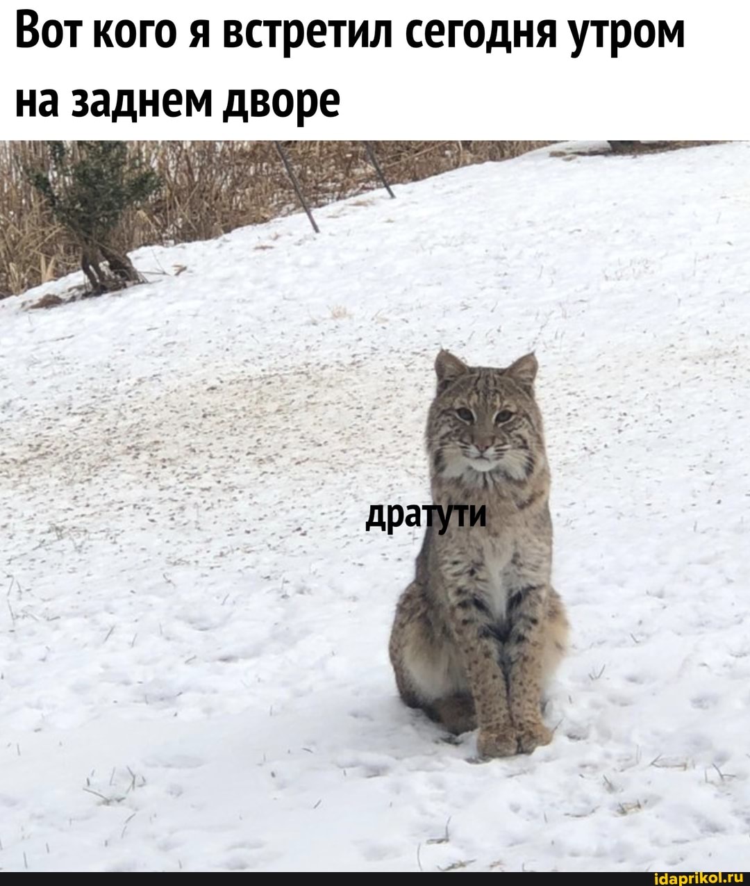 Вот кого я встретил сегодня утром на заднем дворе