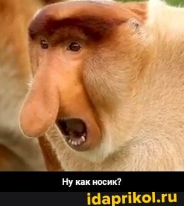 Ну как носик" - Ну как носик?