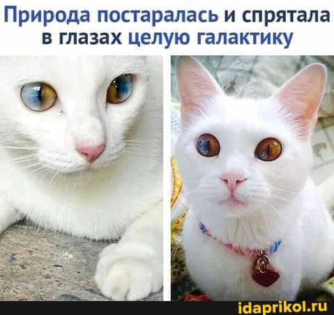 Природа постаралась и спрятала в глазах целую галактику