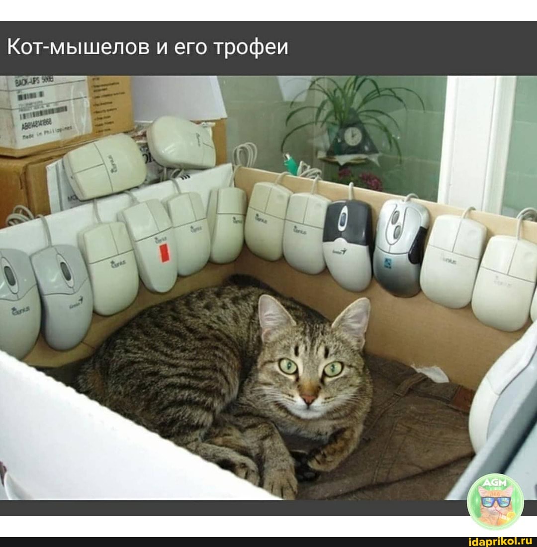 Кот-мышелов и его трофеи
