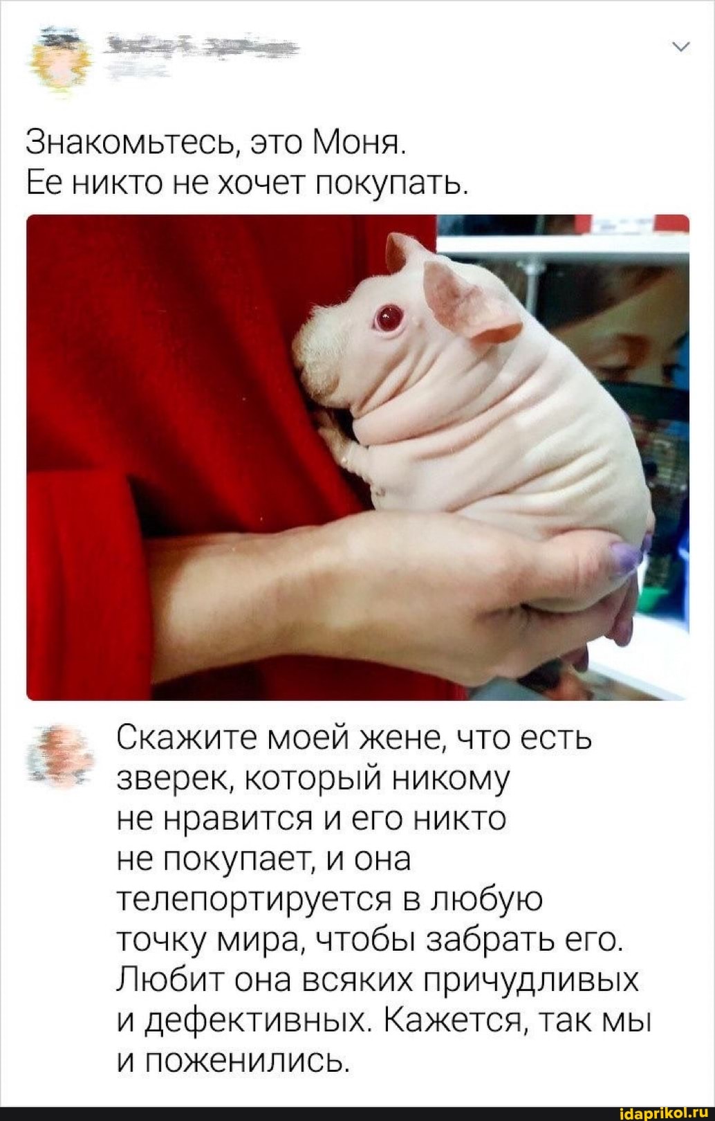 Знакомьтесь, это Моня.
Ее никто не хочет покупать.
Скажите моей жене, что есть
зверек, который никому не нравится и его никто не покупает, и она телепортируется в любую точку мира, чтобы забрать его.
Любит она всяких причудливых и дефективных. Кажется, так мы и поженились.