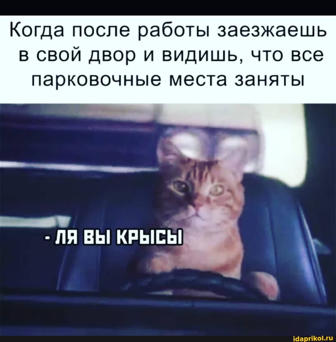 Когда после работы заезжаешь в свой двор и видишь, что все парковочные места заняты
ЛЯ ВЫ КРЫСЫ