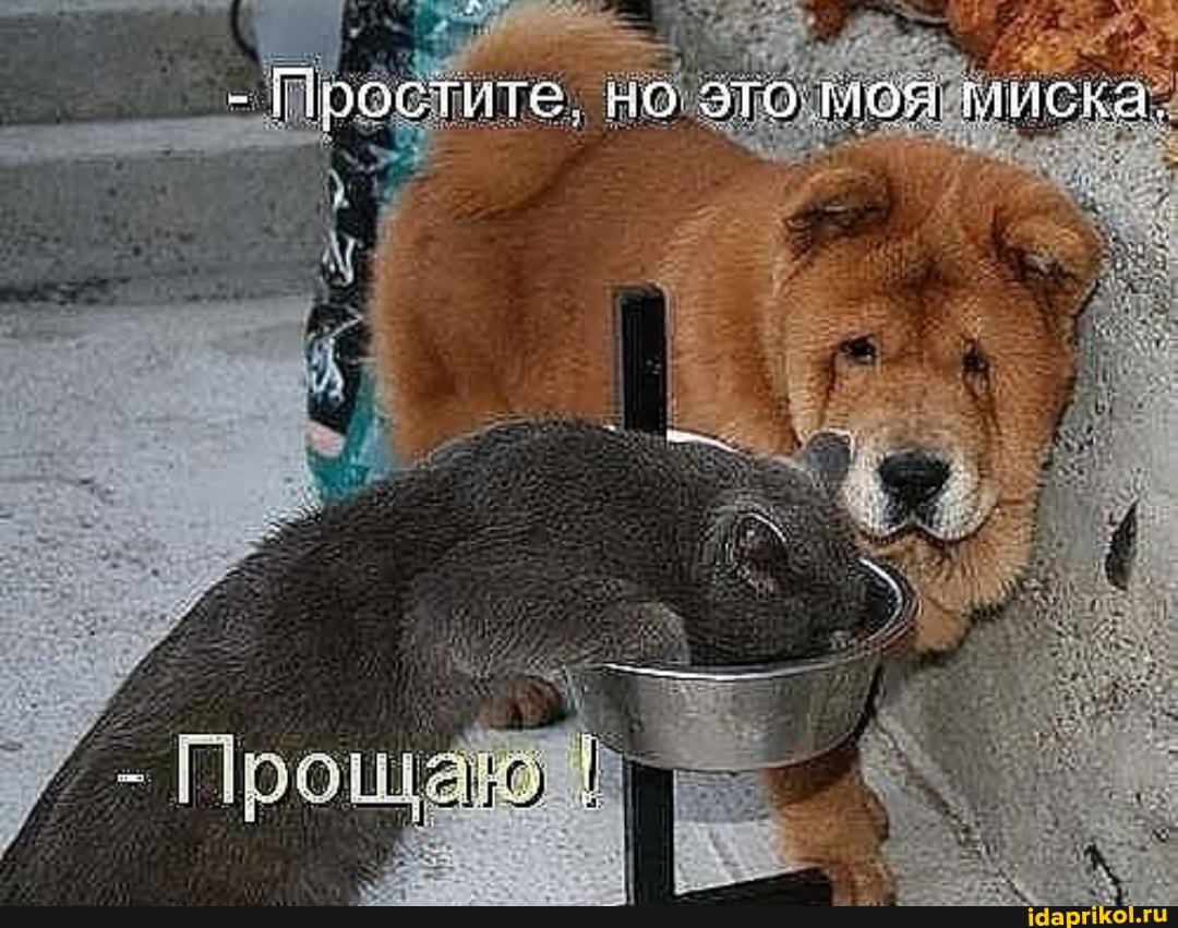 ростите во эго моя миска.
