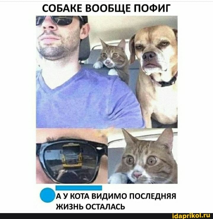 СОБАКЕ ВООБЩЕ ПОФИГ
У КОТА ВИДИМО ПОСЛЕДНЯЯ ЖИЗНЬ ОСТАЛАСЬ