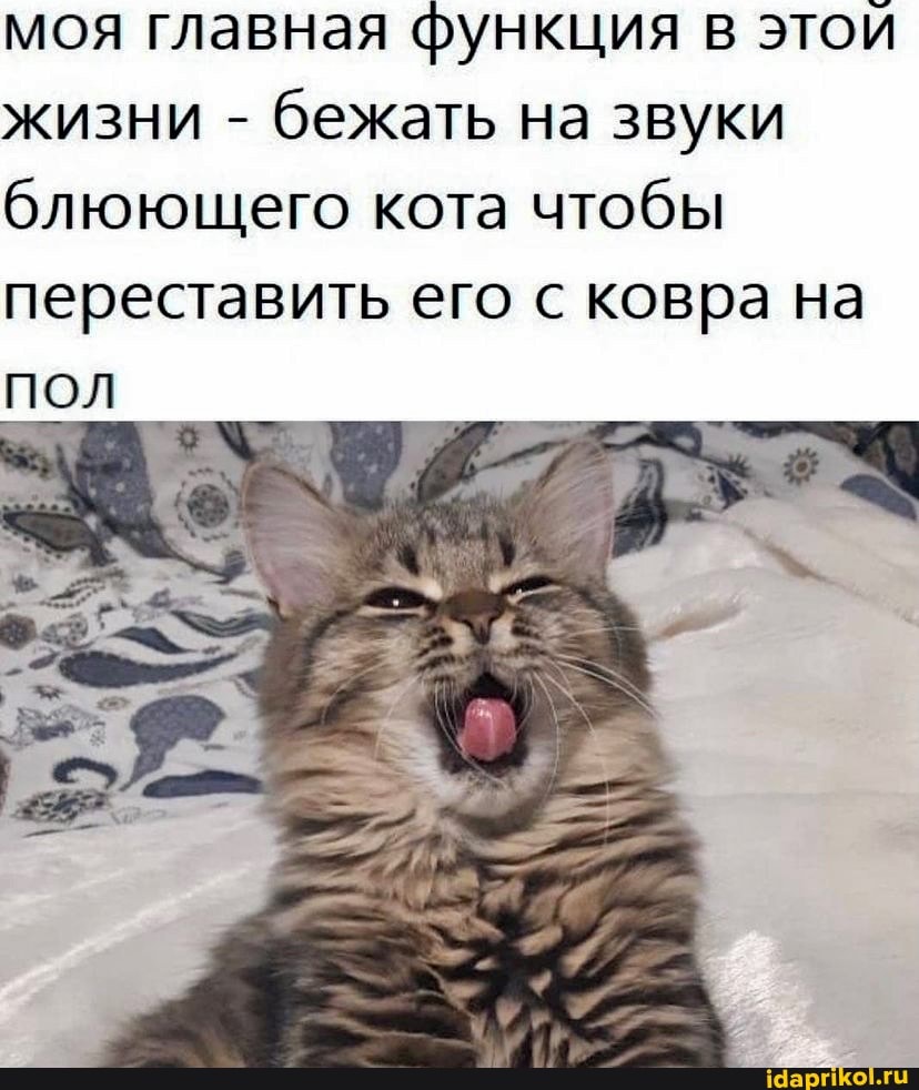моя главная функция этой жизни - бежать на звуки блюющего кота чтобы переставить его с ковра на пол