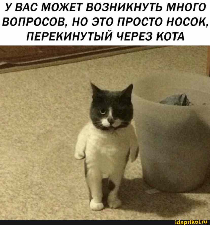 У ВАС МОЖЕТ ВОЗНИКНУТЬ МНОГО ВОПРОСОВ, НО ЭТО ПРОСТО НОСОК,
ПЕРЕКИНУТЫЙ ЧЕРЕЗ КОТА