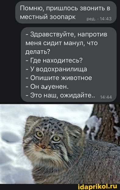 Помню, пришлось звонить в местный зоопарк - ред.
- Здравствуйте, напротив меня сидит манул, что делать?
- Где находитесь?
- Уводохранилища
- Опишите животное
- Он алуенен.
- Это наш, ожидайте..