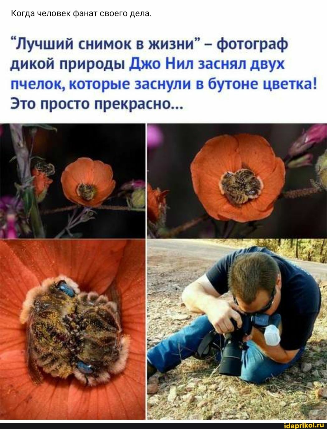 Когда человек фанат своего дела.
"Лучший снимок в жизни" - фотограф дикой природы Джо Нил заснял двух пчелок, которые заснули в бутоне цветка!
Это просто прекрасно...