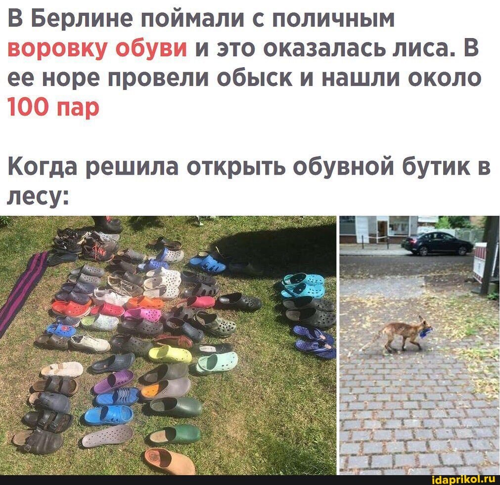 В Берлине поймали с поличным воровку обуви и это оказалась лиса. В ее норе провели обыск и нашли около
100 пар
Когда решила открыть обувной бутик в