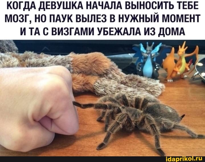 КОГДА ДЕВУШКА НАЧАЛА ВЫНОСИТЬ ТЕБЕ МОЗГ, НО ПАУК ВЫЛЕЗ В НУЖНЫЙ МОМЕНТ ТА С ВИЗГАМИ УБЕЖАЛА ИЗ ДОМА