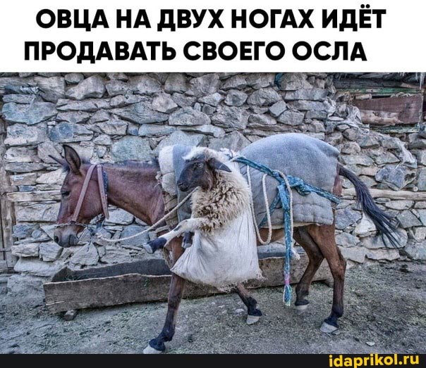 ОВЦА НА ДВУХ НОГАХ ИДЁТ ПРОДАВАТЬ СВОЕГО ОСЛА