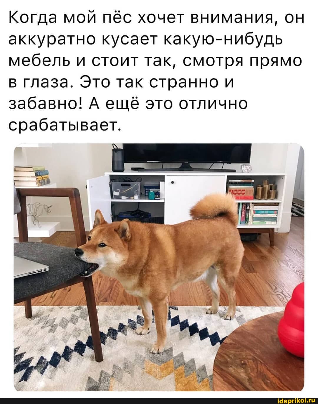 Когда мой пёс хочет внимания, он аккуратно кусает какую-нибудь мебель и стоит так, смотря прямо
Глаза. Это так странно и забавно! А ещё это отлично срабатывает.