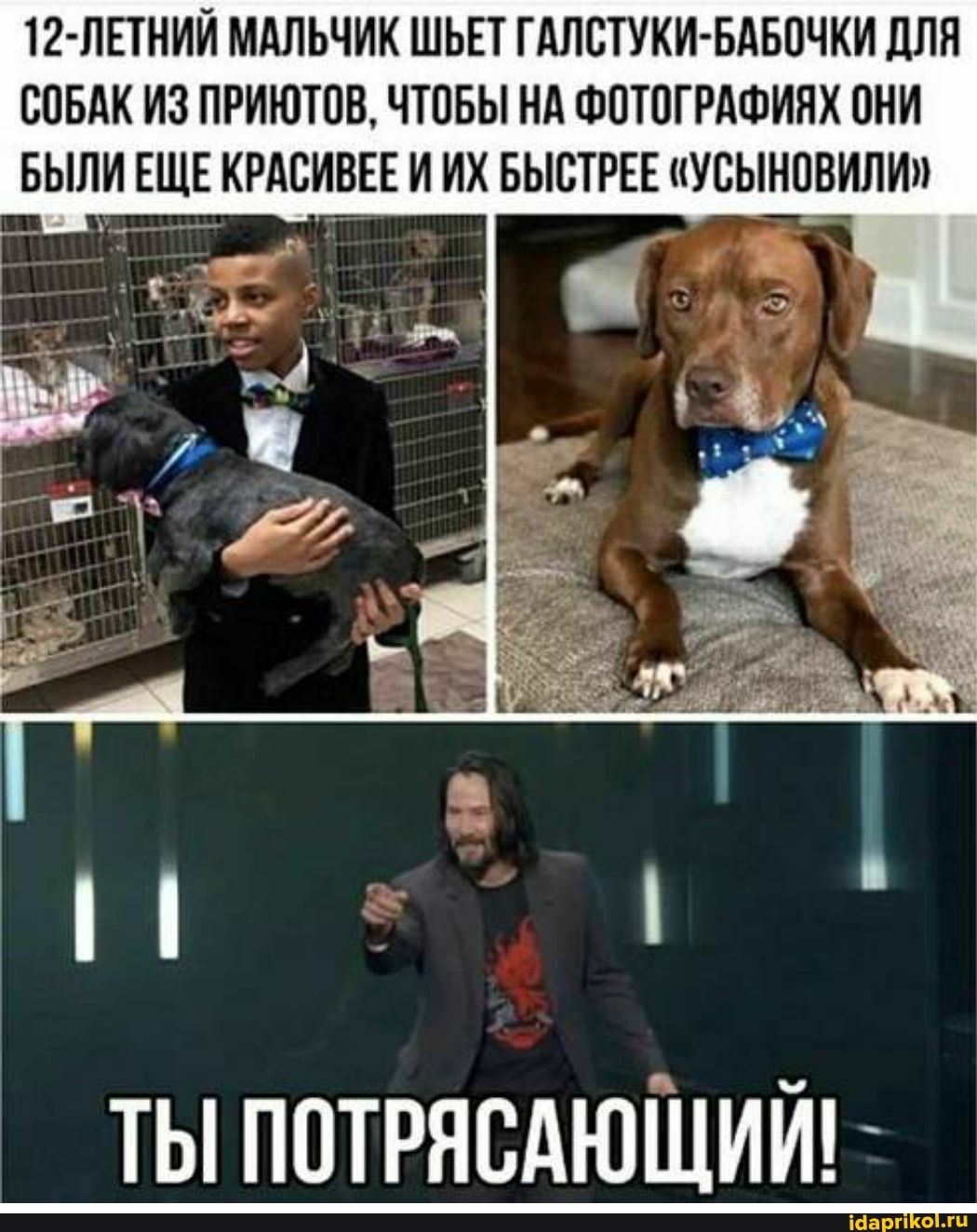 12-ЛЕТНИЙ МАЛЬЧИК ШЬЕТ ГАЛСТУКИ-БАБОЧКИ ДЛЯ СОБАК ИЗ ПРИЮТОВ, ЧТОБЫ НА ФОТОГРАФИЯХ ОНИ БЫЛИ ЕЩЕ КРАСИВЕЕ И ИХ БЫСТРЕЕ "УСЫНОВИЛИ"
ТЫ ПОТРЯСАЮЩИЙ!