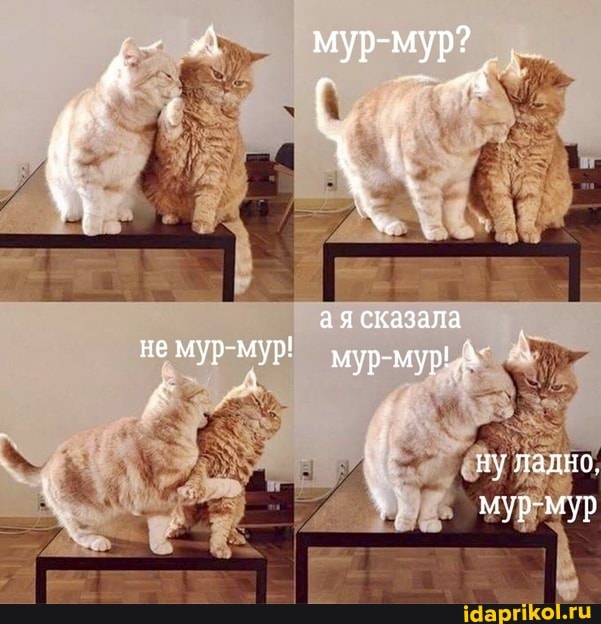 мур-
сказала
не мур-мур!