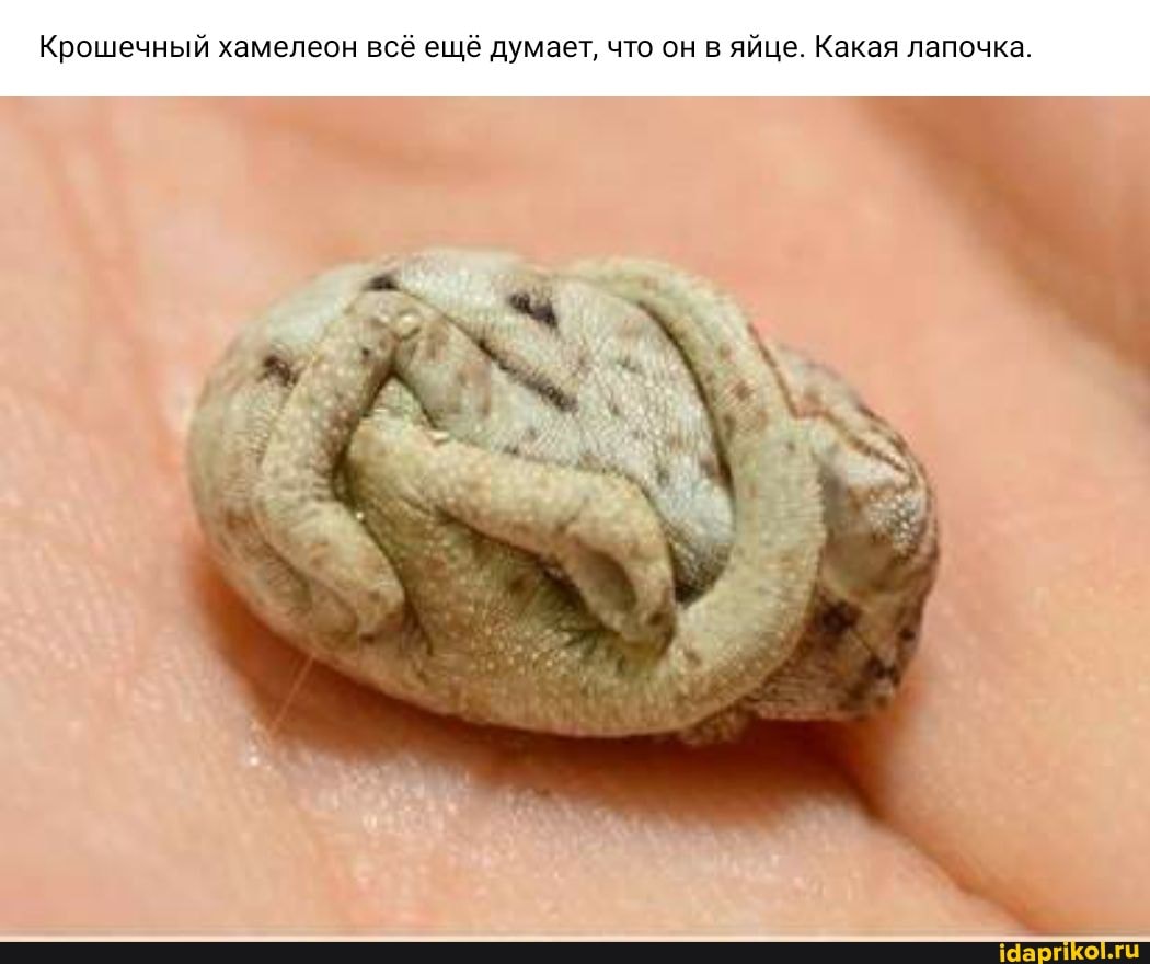 Крошечный хамелеон всё ещё думает, что он в яйце. Какая лапочка.