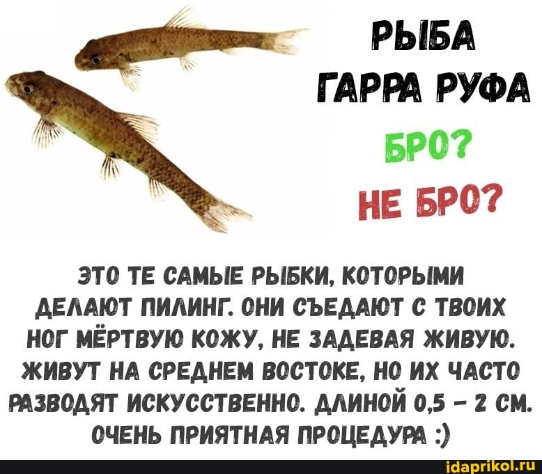 РЫБА ГАРРА РУФА
НЕ БРО?
ЭТО ТЕ САМЫЕ РЫБКИ, КОТОРЫМИ ДЕЛАЮТ ПИЛИНГ. ОНИ СЪЕДАЮТ С ТВОИХ НОГ МЁРТВУЮ КОЖУ, НЕ ЗАДЕВАЯ ЖИВУЮ.
ЖИВУТ НА СРЕДНЕМ ВОСТОКЕ, НО ИХ ЧАСТО РАЗВОДЯТ ИСКУССТВЕННО. ДЛИНОЙ 0,5 - 2 СМ.
ОЧЕНЬ ПРИЯТНАЯ ПРОЦЕДУРА