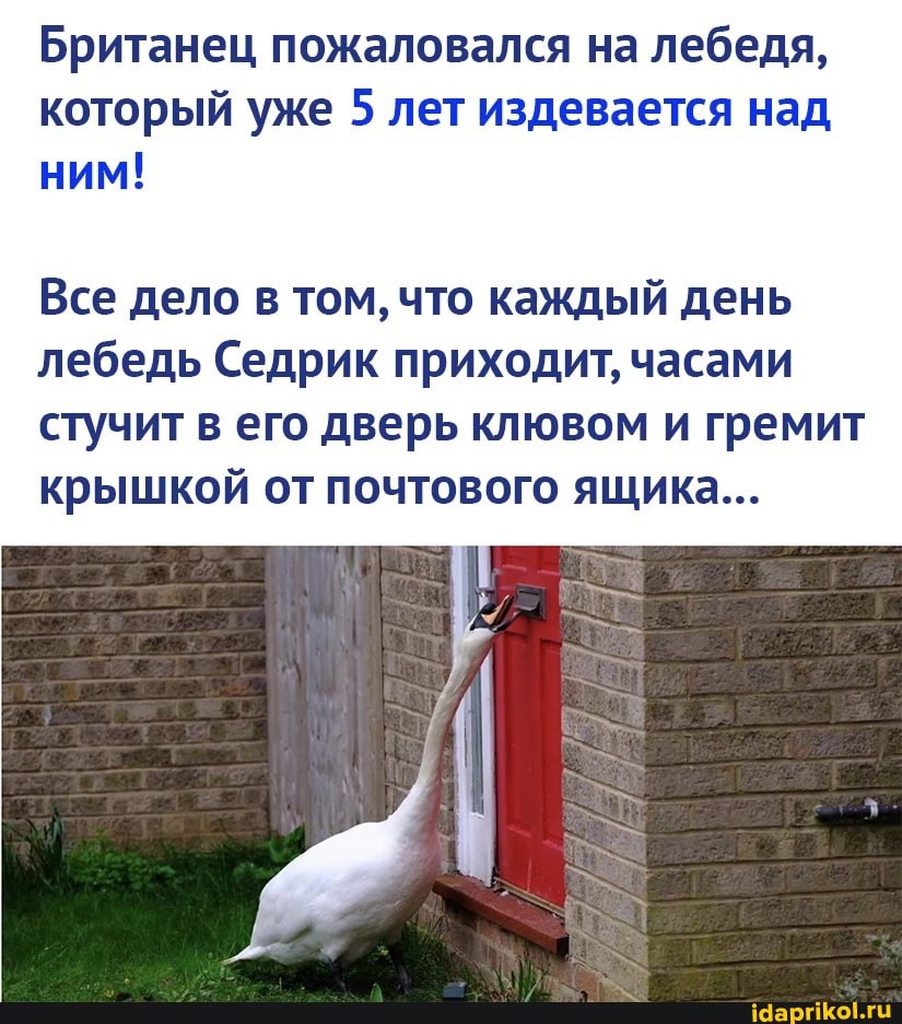 Британец пожаловался на лебедя, который уже 5 лет издевается над ним!
Все дело в том, что каждый день лебедь Седрик приходит, часами стучит в его дверь клювом и гремит крышкой от почтового ящика...