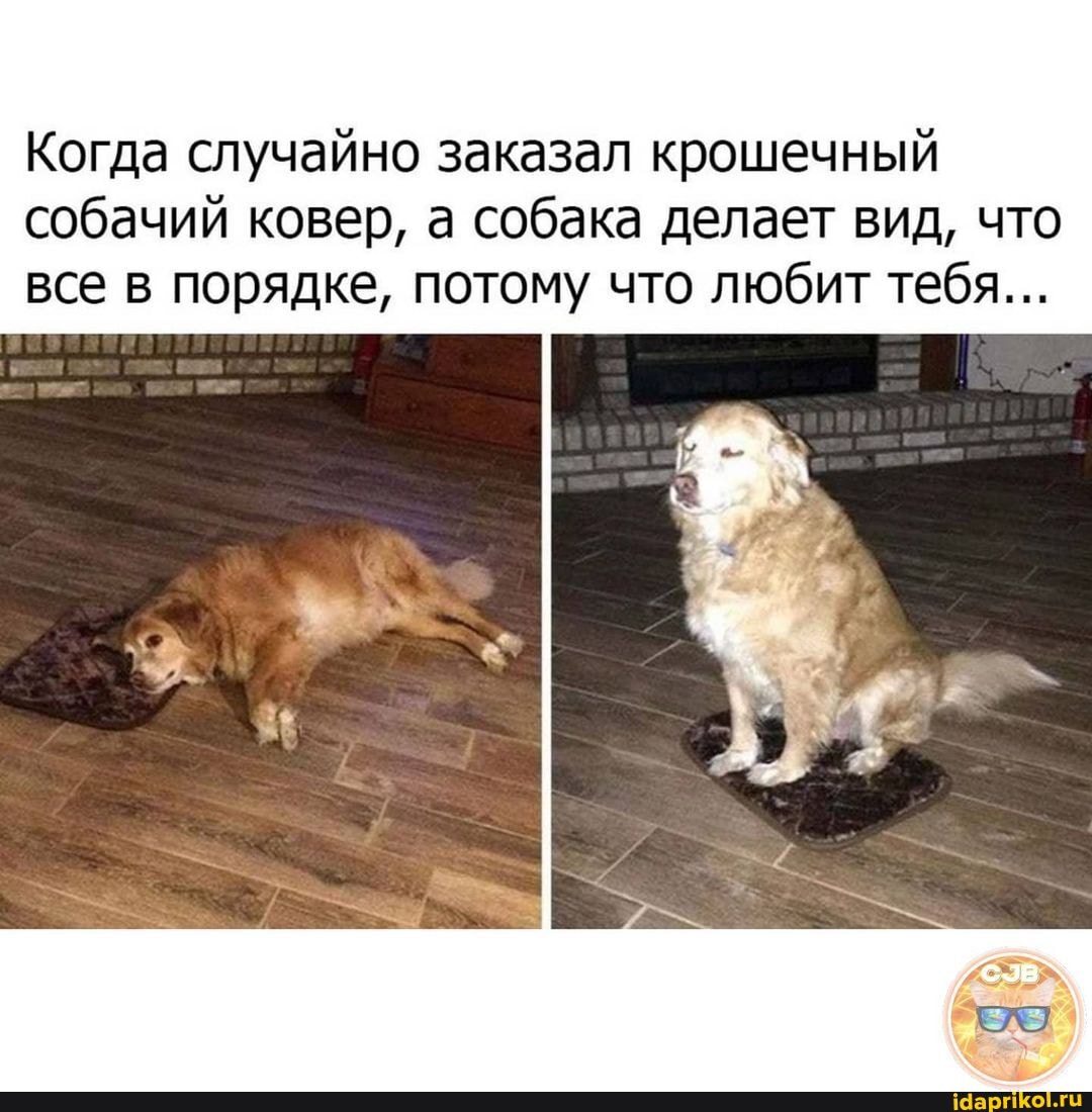 Когда случайно заказал крошечный собачий ковер, а собака делает вид, что все в порядке, потому что любит тебя...