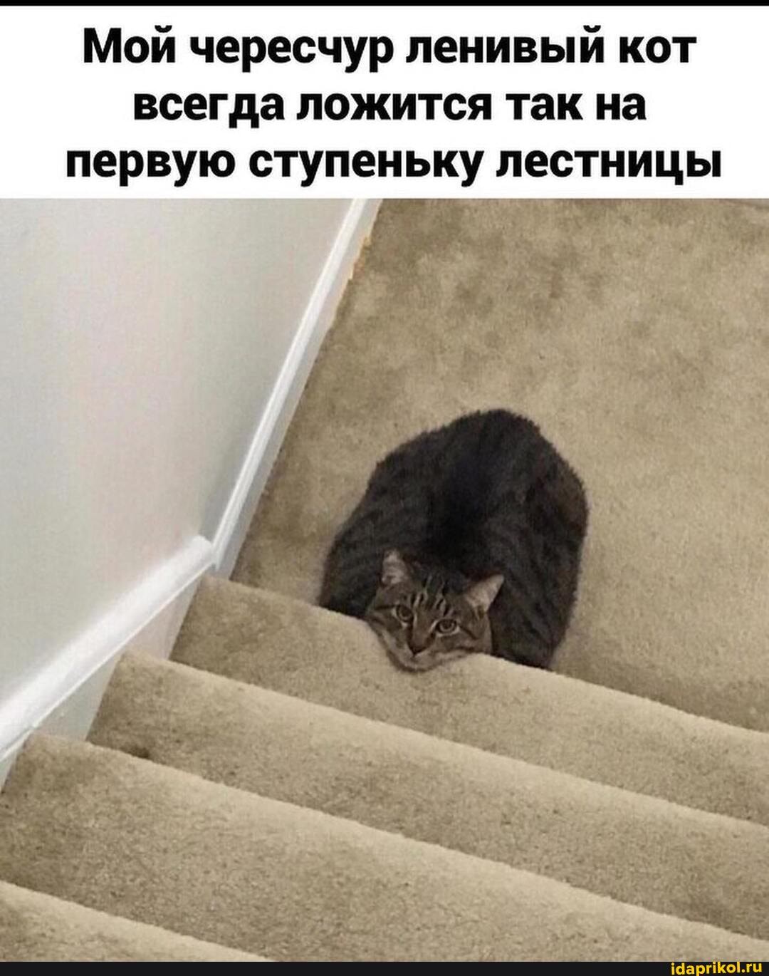 Мой чересчур ленивый кот всегда ложится так на первую ступеньку лестницы