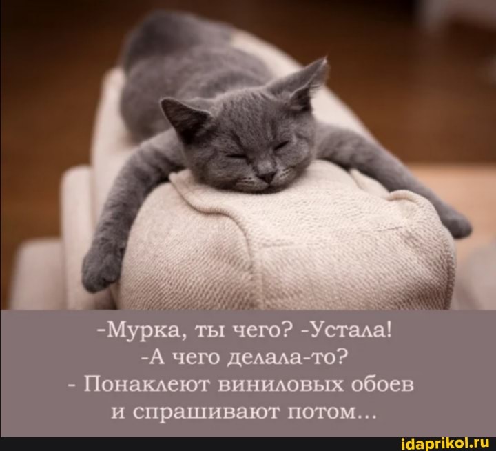 -Мурка, ты чего? -Устала!
-А чего делала то?
- Понаклеют виниловых обоев
и спрашивают потом...