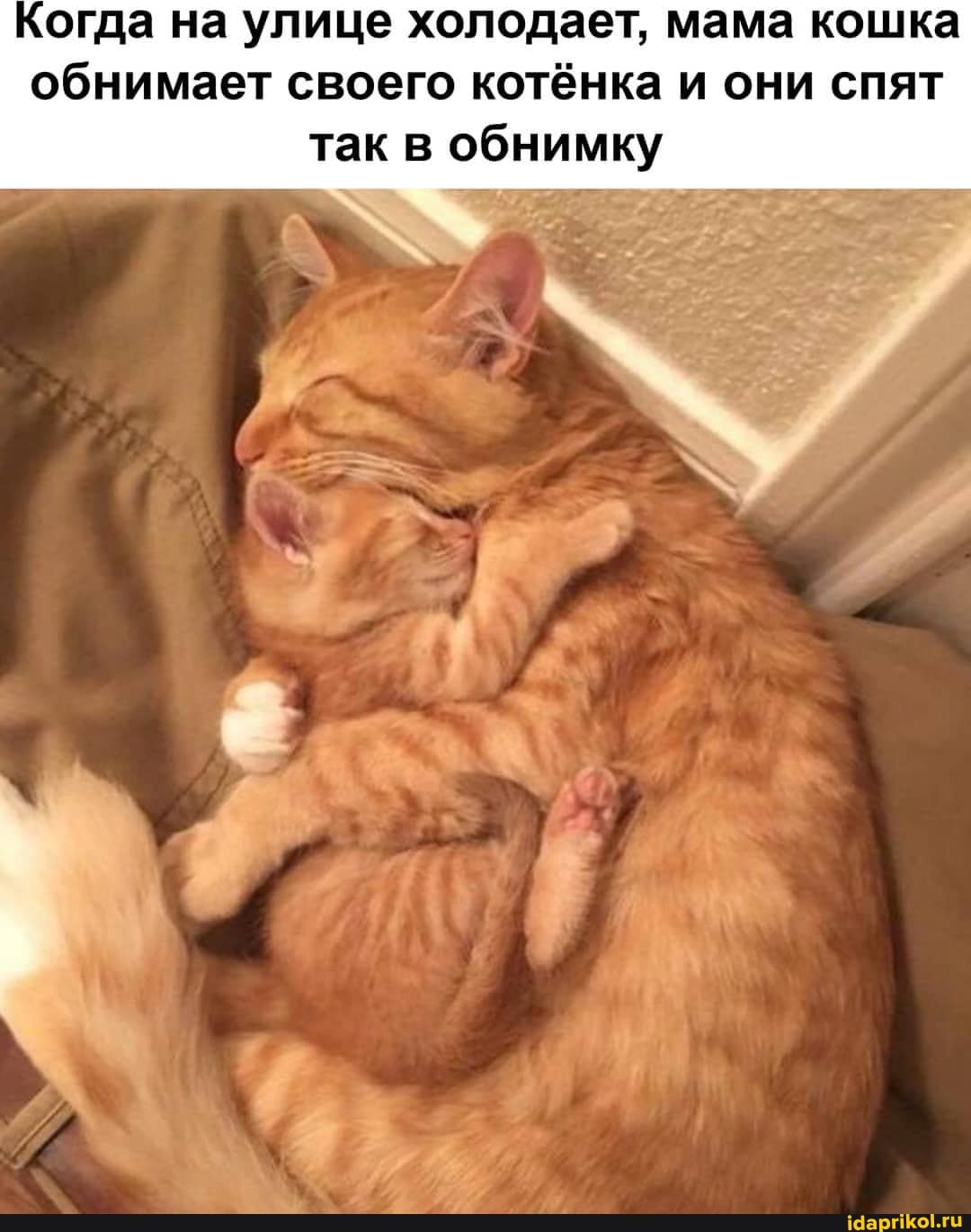 Когда на улице холодает, мама кошка обнимает своего котёнка и они спят так в обнимку