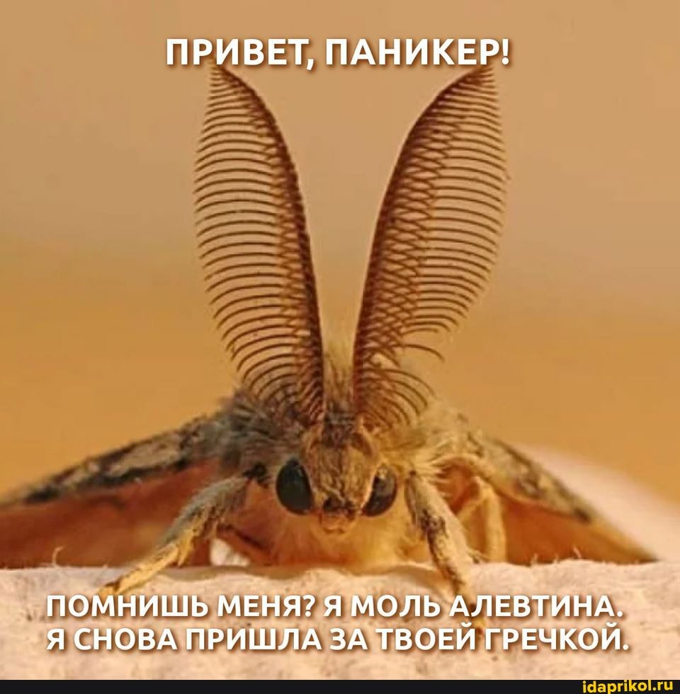 ПРИВЕТ, ПАНИКЕР!
4
ПОМНИШЬ МЕНЯ? Я МОЛЬАЛЕВТИНА?