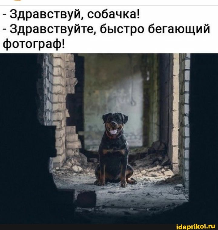 - Здравствуй, собачка!
- Здравствуйте, быстро бегающий фотограф!