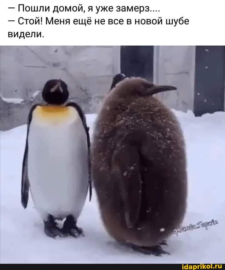- Пошли домой, я уже замерз...
- Стой! Меня ещё не все в новой шубе видели.