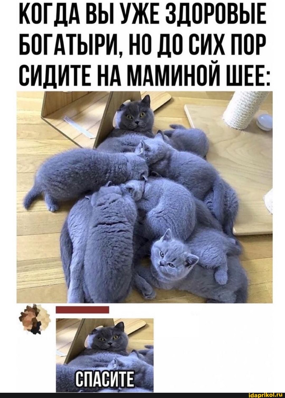 КОГДА ВЫ УЖЕ ЗДОРОВЫЕ БОГАТЫРИ, НО ДО СИХ ПОР СИДИТЕ НА МАМИНОЙ ШЕЕ: