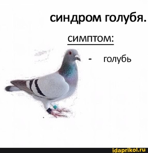 синдром голубя.
СИМПТОМ:
- голубь