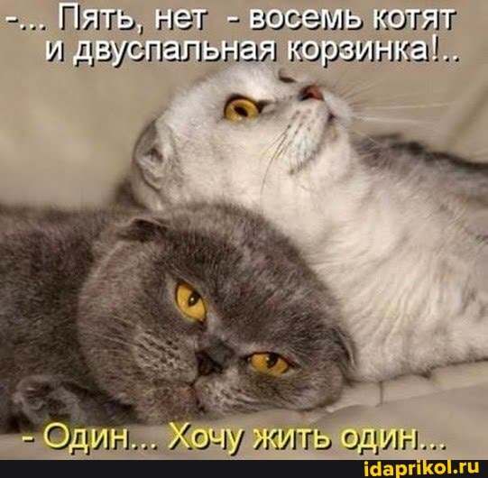 Пять. нет - ВОСЕМЬ котят и двуспапьная корзинка'
Один..,