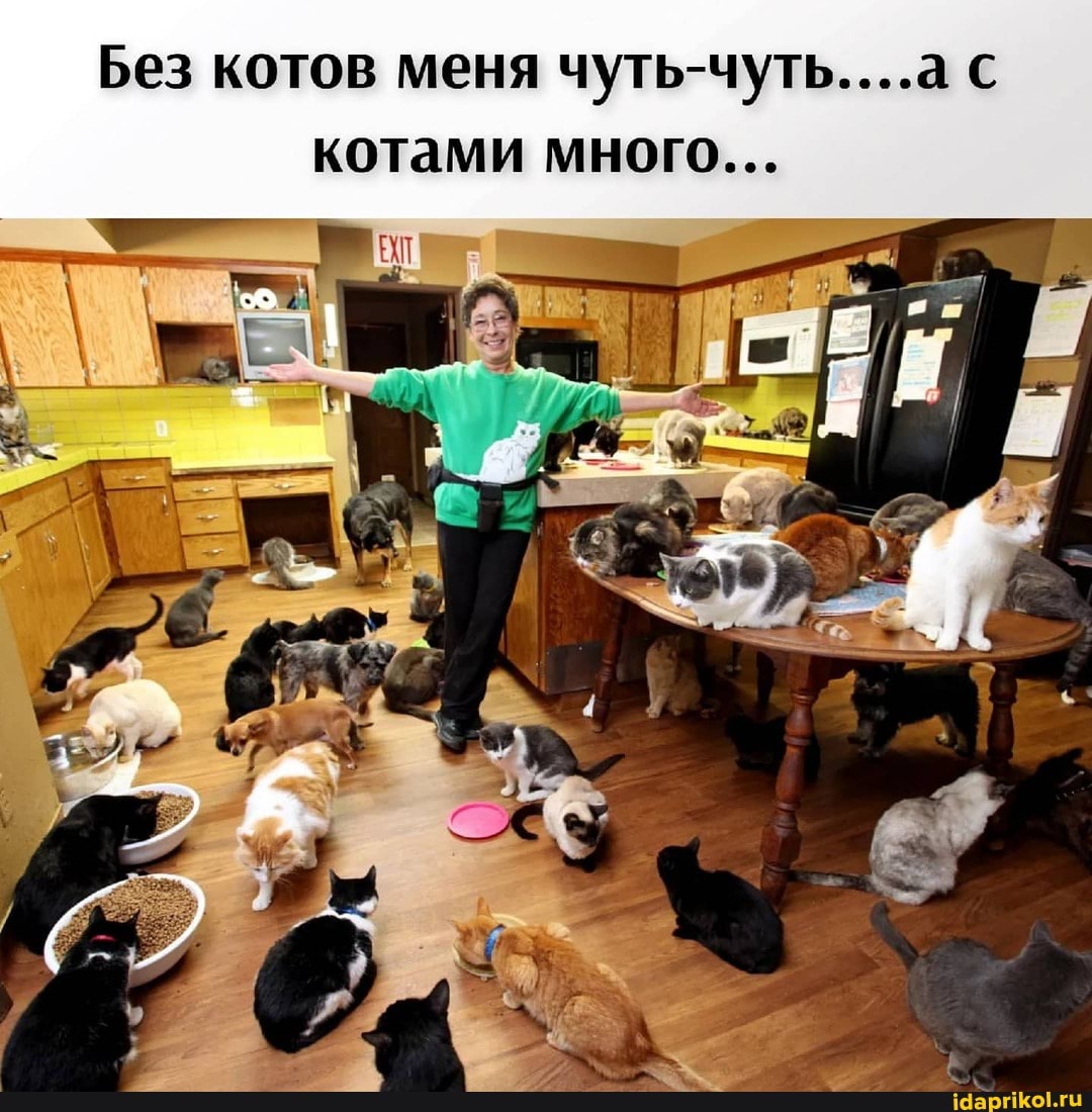 Без котов меня чуть-чуть....а котами много...