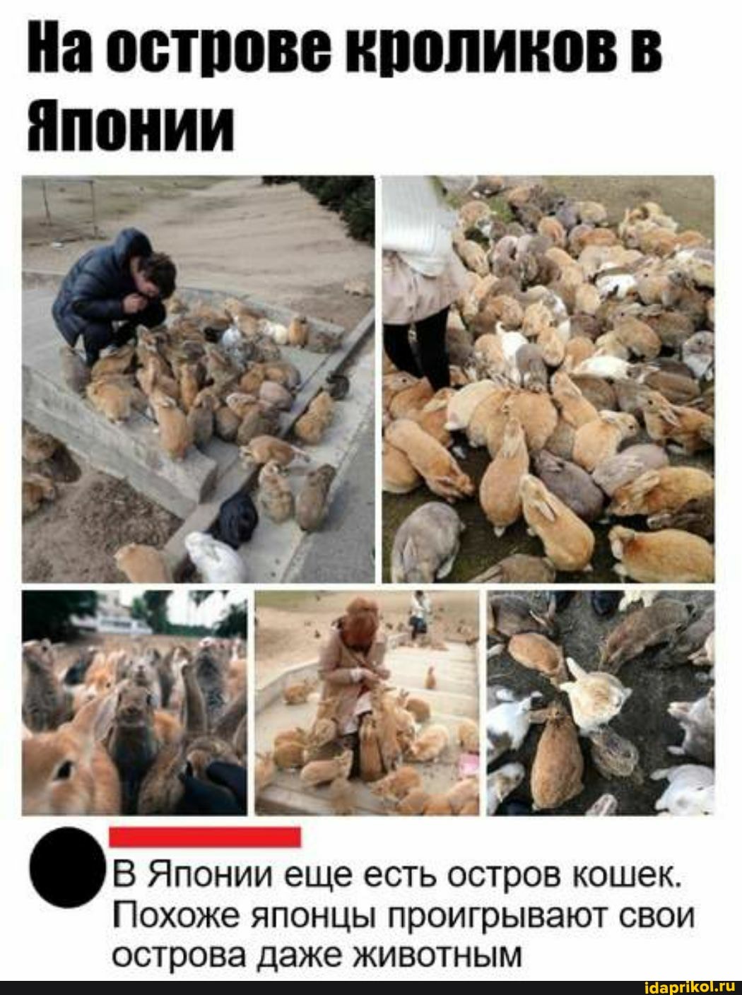 На острове кроликов в
Японии
Японии еще есть остров кошек.
Похоже японцы проигрывают свои острова даже животным