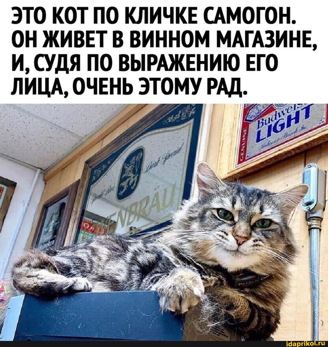 ЭТО КОТ ПО КЛИЧКЕ САМОГОН.
ОН ЖИВЕТ В ВИННОМ МАГАЗИНЕ,
И, СУДЯ ПО ВЫРАЖЕНИЮ ЕГО ЛИЦА, ОЧЕНЬ ЭТОМУ РАД.