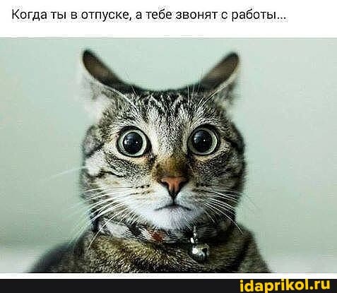 Когда ты в отпуске, а тебе звонят с работы