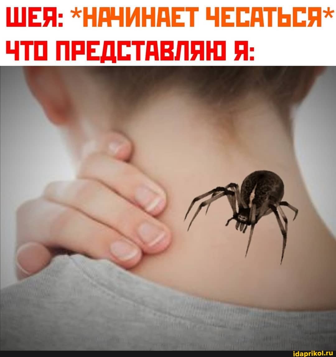 ШЕЯ: *НАЧИНАЕТ ЧЕСАТЬСЯ*
ЧТО ПРЕДСТАВЛЯЮ Я: