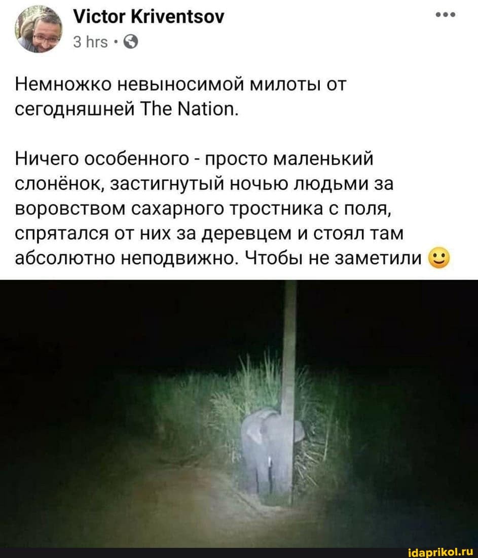 Немножко невыносимой милоты от сегодняшней Те МаНоп.
Ничего особенного - просто маленький слонёнок, застигнутый ночью людьми за воровством сахарного тростника с поля, спрятался от них за деревцем и стоял там абсолютно неподвижно. Чтобы не заметили