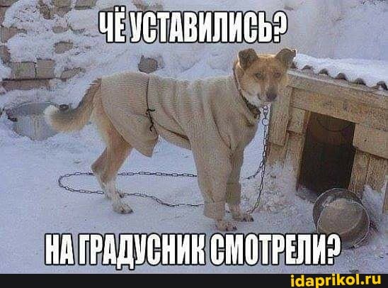 ЧЕУСТАВИЛИСЬЯ
НА ГРАДУСНИК СМОТРЕЛИ