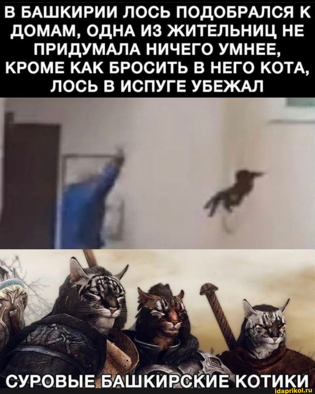 В БАШКИРИИ ЛОСЬ ПОДОБРАЛСЯ К ДОМАМ, ОДНА ИЗ ЖИТЕЛЬНИЦ НЕ ПРИДУМАЛА НИЧЕГО УМНЕЕ,
КРОМЕ КАК БРОСИТЬ В НЕГО КОЛА,
ЛОСЬ В ИСПУГЕ УБЕЖАЛ
СУРОВЫЕ БАШКИРСКИЕ КОТИКИ