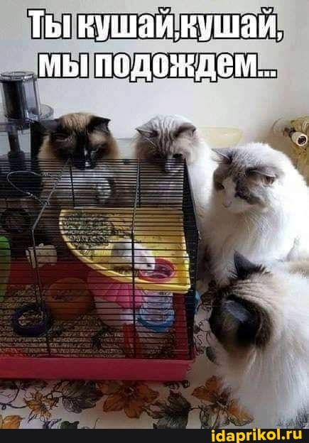 Ты кушай кушаи,
МЫ ПОДОЖДЕМ...