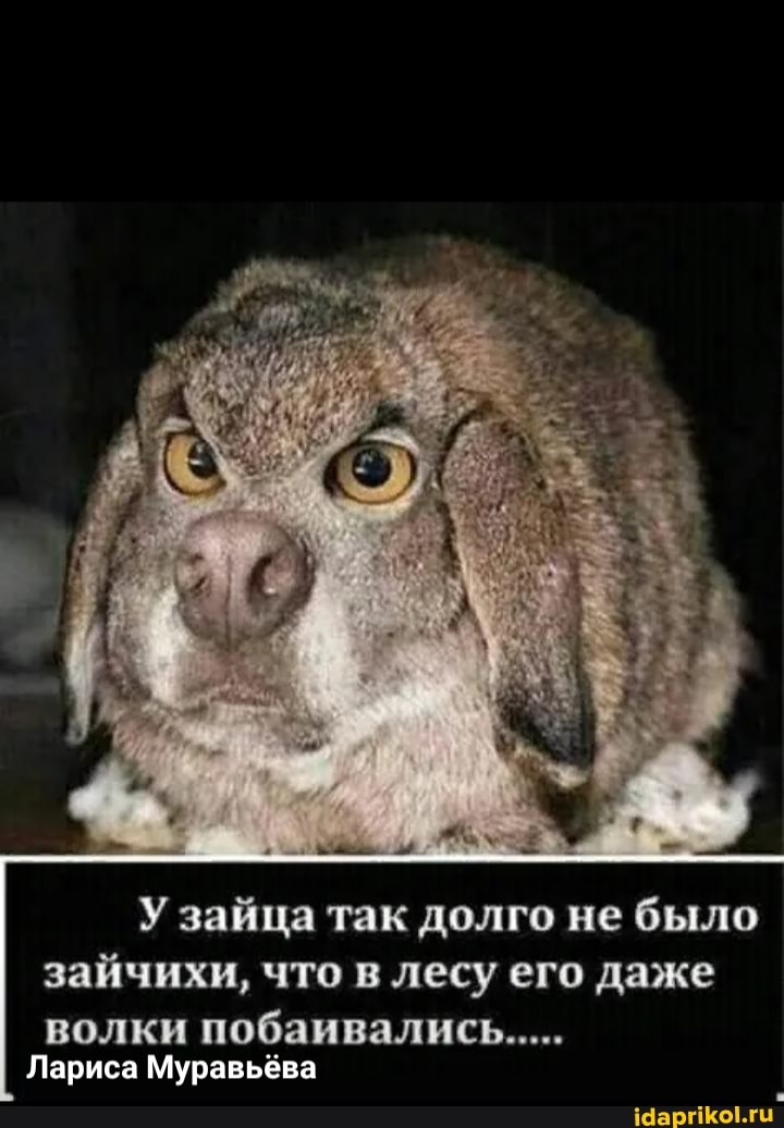 У зайца так долго не было зайчихи, что в лесу его даже волки побаивались. Лариса Муравьёва