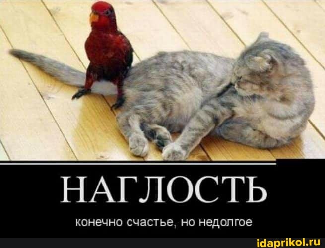НАГЛОСТЬ
конечно счастье, но недолгое