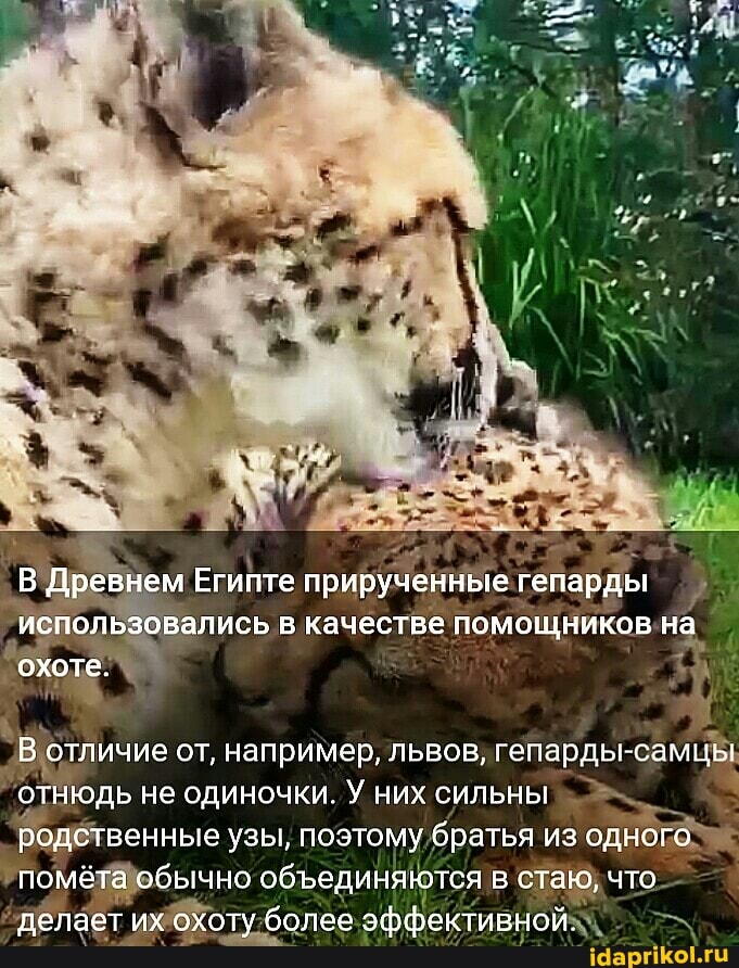 В Древнем Египте прирученные гепарды использовались в качестве помощников на охоте.
В отличие от, например, львов, гепарды- отнюдь не одиночки. У них сильны родственные узы, поэтому братья из одного помёта обычно обединяются в стаю, что делает их охоту более эффективной.