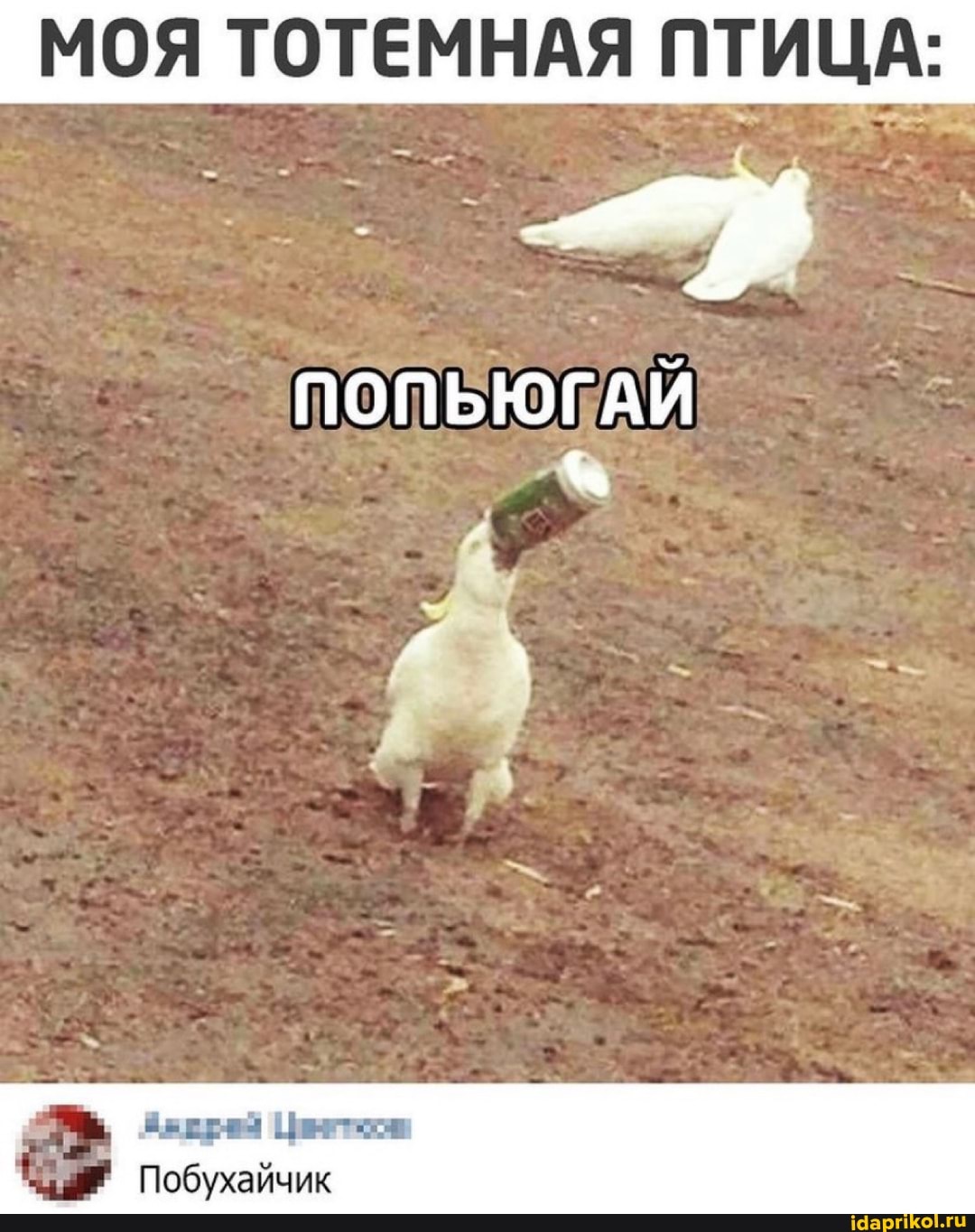 МОЯ ТОТЕМНАЯ ПТИЦА:
ПОПЬЮГАЙ
Побухайчик