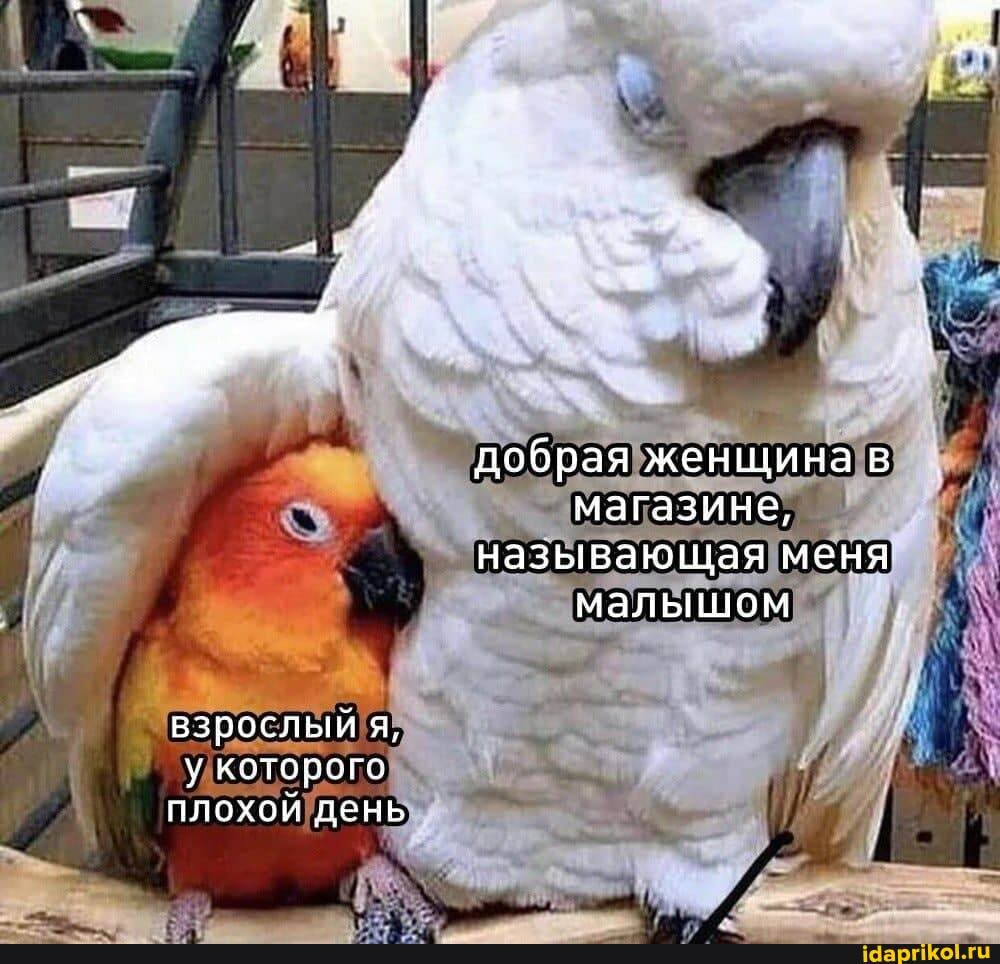 взрослый я, у. которого плохой день
добрая женщина в магазине, называющая меня малышом