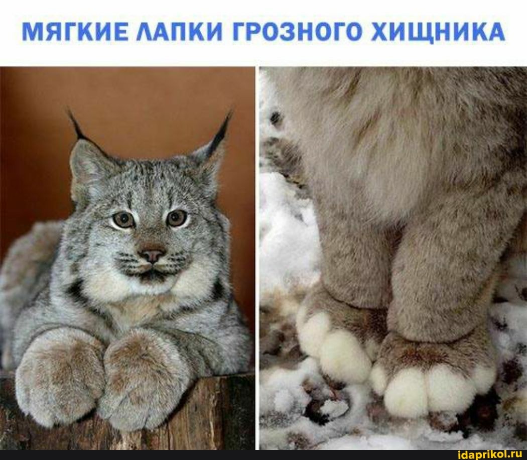 МЯГКИЕ ЛАПКИ ГРОЗНОГО ХИЩНИКА