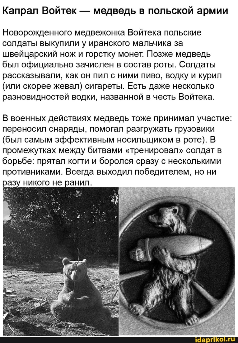 Капрал Войтек - медведь в польской армии
Новорожденного медвежонка Войтека польские солдаты выкупили у иранского мальчика за швейцарский нож и горстку монет. Позже медведь был официально зачислен в состав роты. Солдаты рассказывали, как он пил с ними пиво, водку и курил
(или скорее жевал) сигареты. Есть даже несколько разновидностей водки, названной в честь Войтека.
В военных действиях медведь тоже принимал участие: переносил снаряды, помогал разгружать грузовики
(был самым эффективным носильщиком в роте). В промежутках между битвами "тренировал" солдат в борьбе: прятал когти и боролся сразу с несколькими противниками. Всегда выходил победителем, но ни разу никого не ранил.