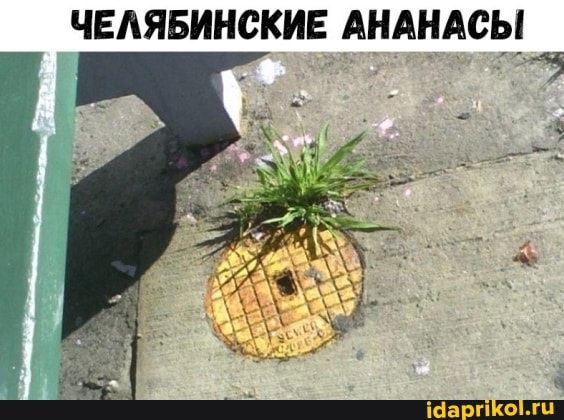 ЧЕЛЯБИНСКИЕ АНАНАСЫ