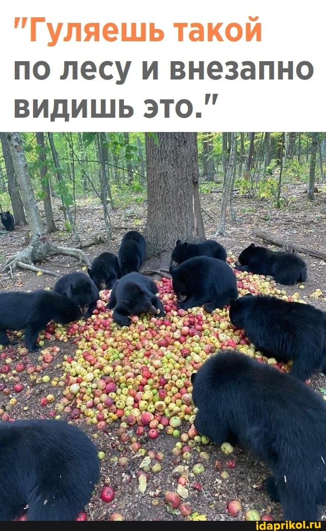 "Гуляешь такой по лесу и внезапно
ШЬ ЭТО."